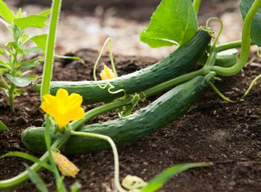 two green vegetables