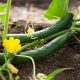 two green vegetables