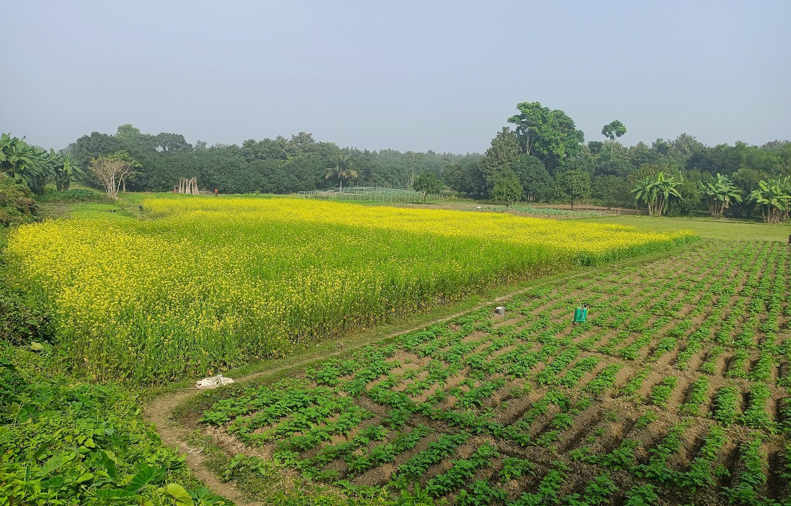 a large field of crops with trees in the background