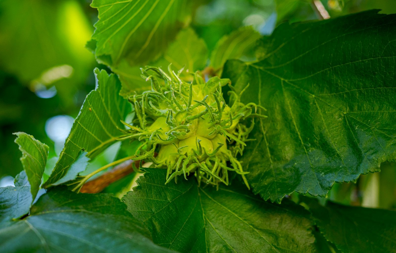 Unripe green hazelnut fruit on a tree branch