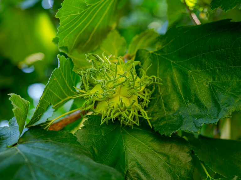 Unripe green hazelnut fruit on a tree branch