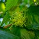 Unripe green hazelnut fruit on a tree branch