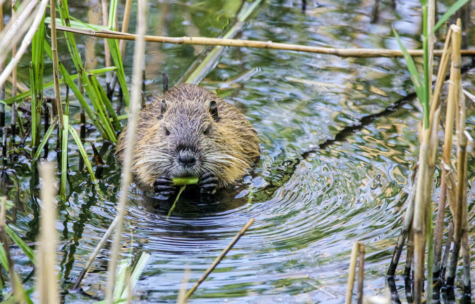 brown and black animal on water