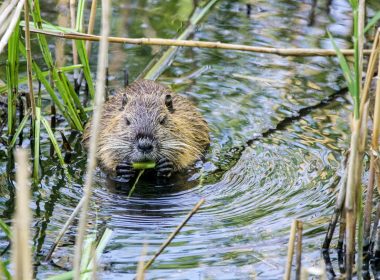 brown and black animal on water