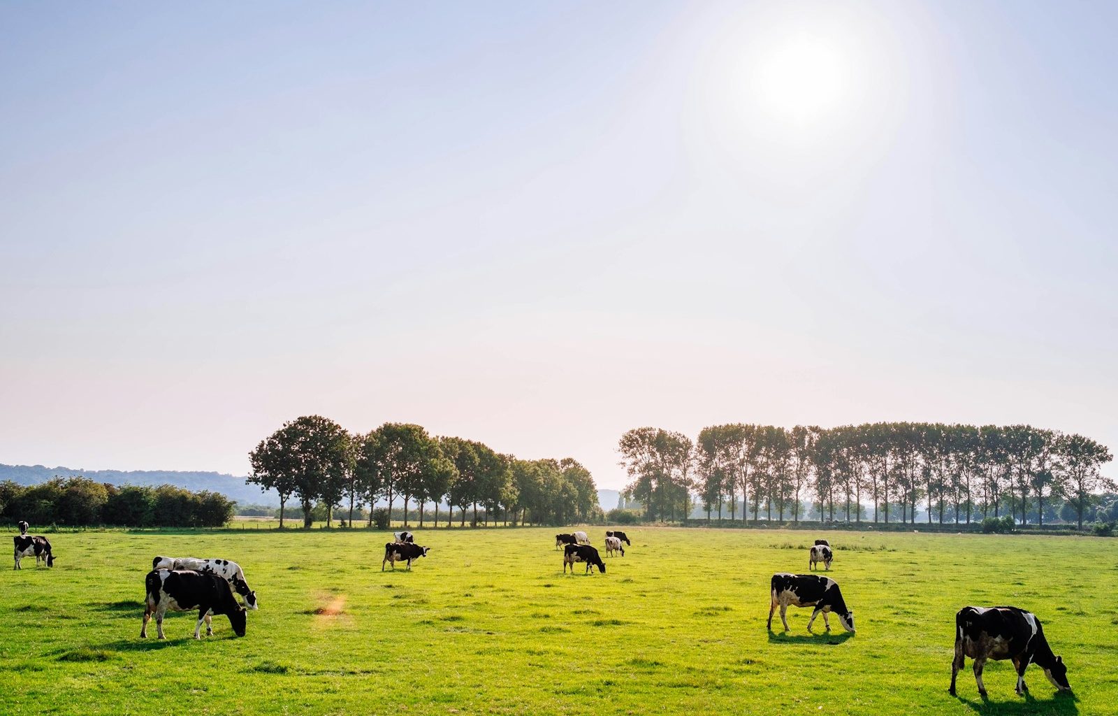herd of dairy cattles on field