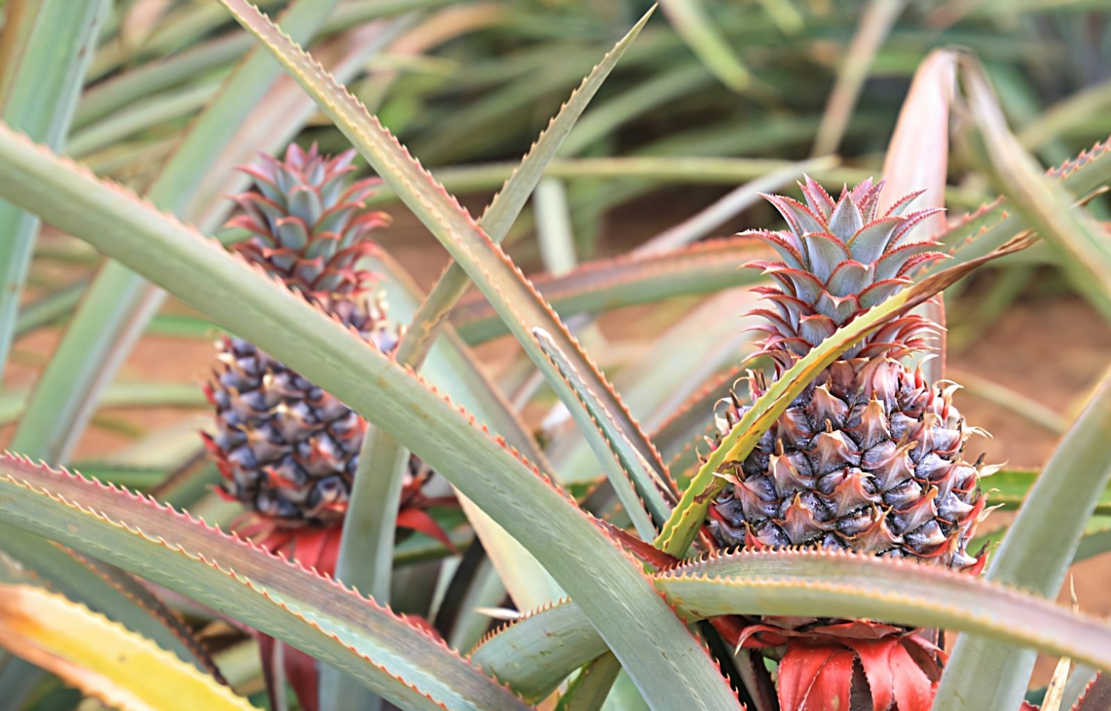 a close up of a plant