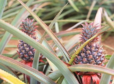 a close up of a plant
