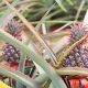 a close up of a plant