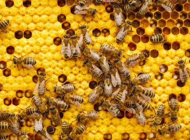 a bunch of bees that are on a beehive