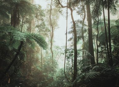 green trees on forest during daytime