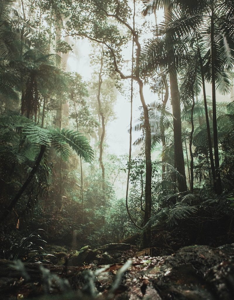 green trees on forest during daytime