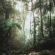 green trees on forest during daytime