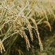 brown wheat in close up photography