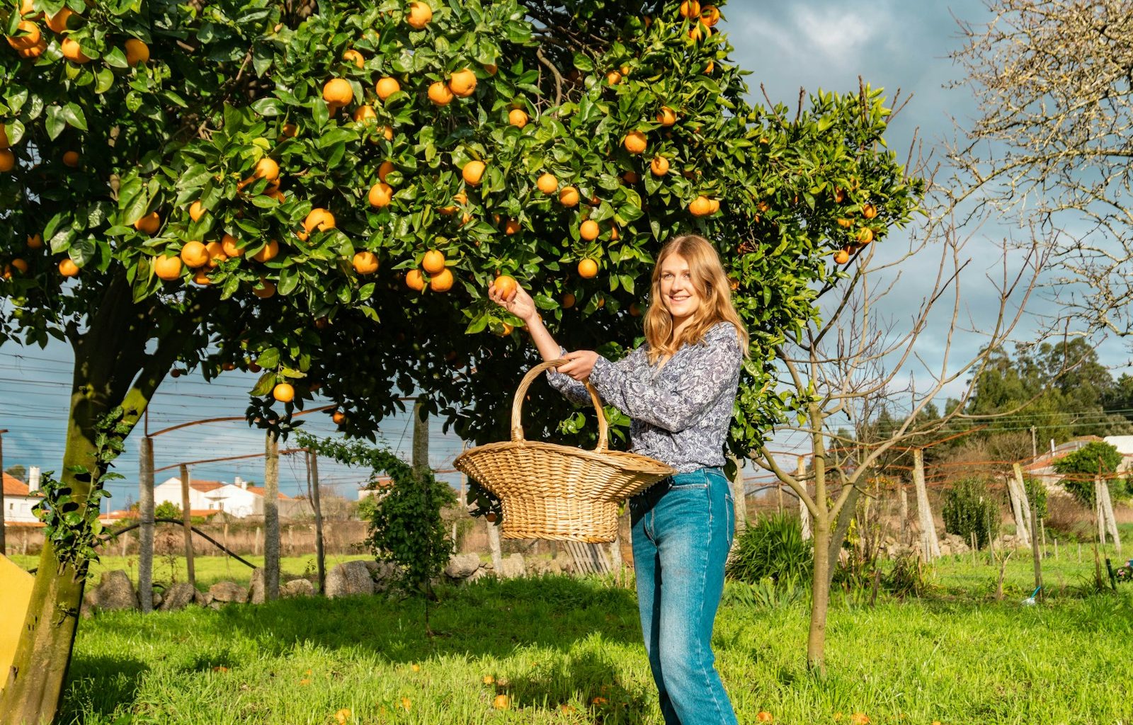A woman is picking oranges from a tree