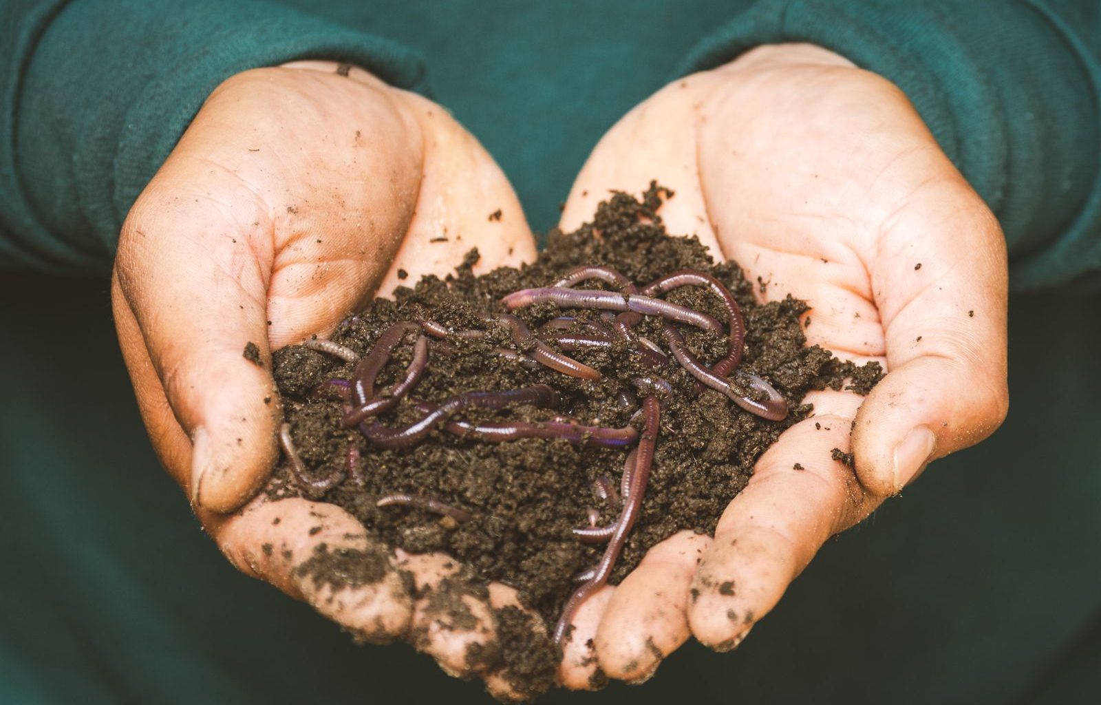 Close-up of hands holding earthworms in fertile soil, symbolizing natural composting.
