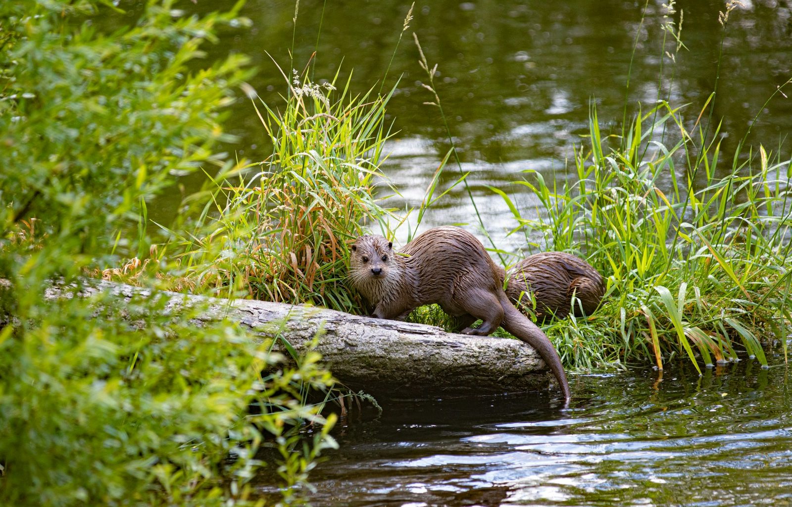 brown animal on tree branch
