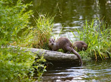 brown animal on tree branch