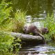 brown animal on tree branch
