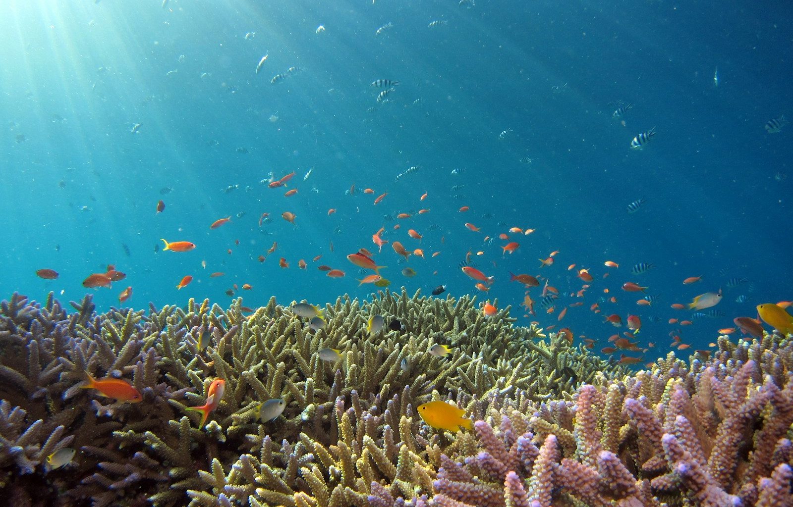 school of fish in body of water
