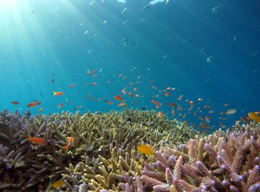 school of fish in body of water