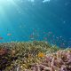 school of fish in body of water