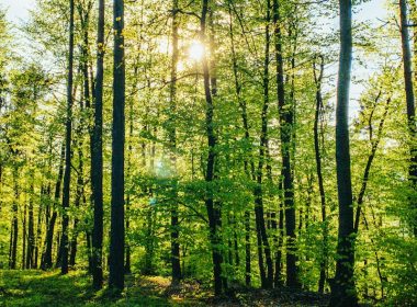 green trees under blue sky during daytime