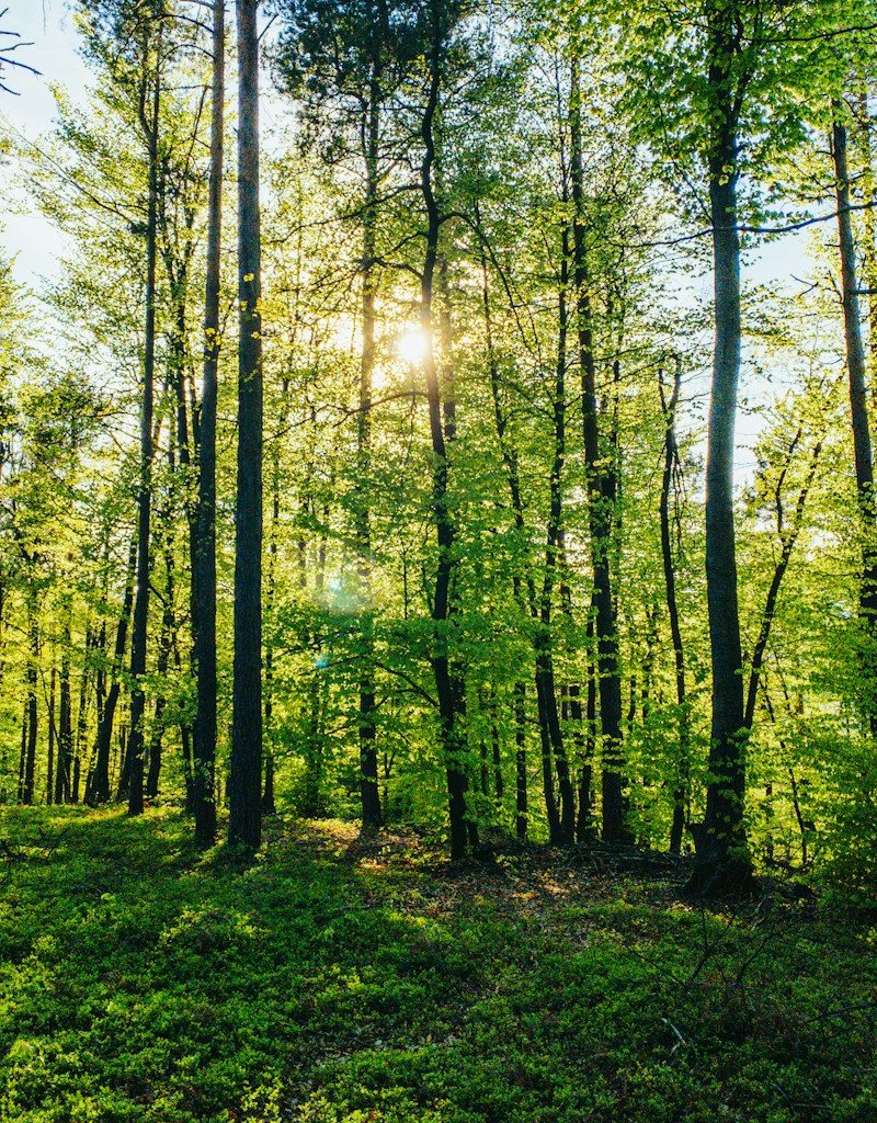green trees under blue sky during daytime