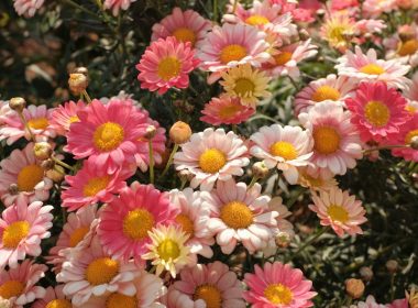 a bunch of pink and yellow flowers in a garden