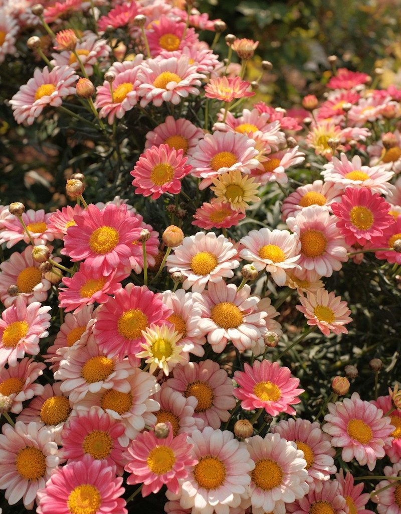 a bunch of pink and yellow flowers in a garden