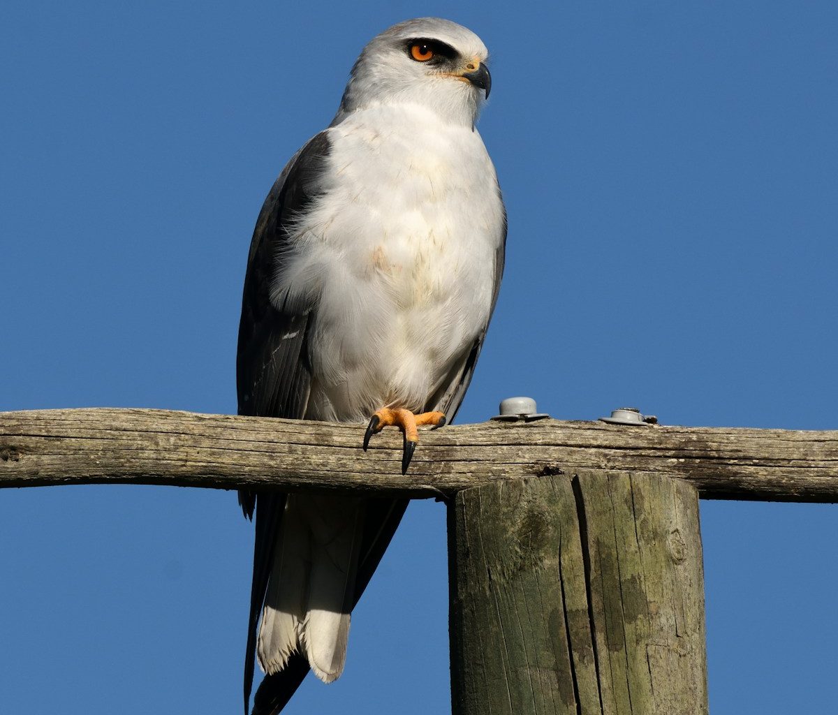 White and grey bird perching on a wooden post