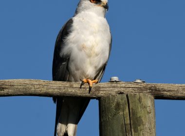 White and grey bird perching on a wooden post