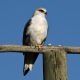 White and grey bird perching on a wooden post