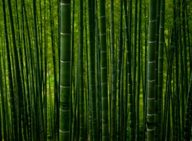 green bamboo trees during daytime