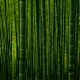 green bamboo trees during daytime