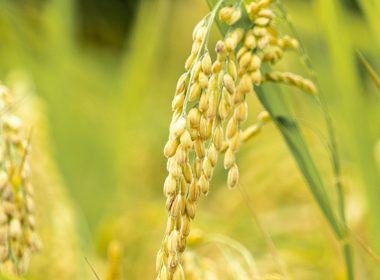 a close up of a bunch of wheat in a field