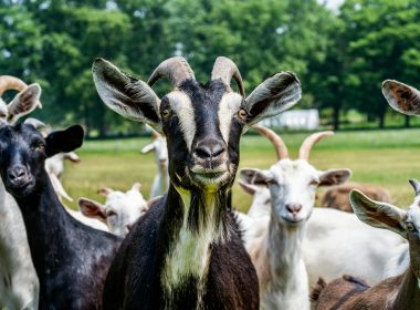 herd of goats on green grass field during daytime