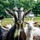 herd of goats on green grass field during daytime