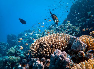 school of fish in body of water