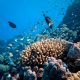 school of fish in body of water