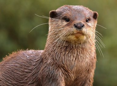 a wet otter sitting on top of a rock
