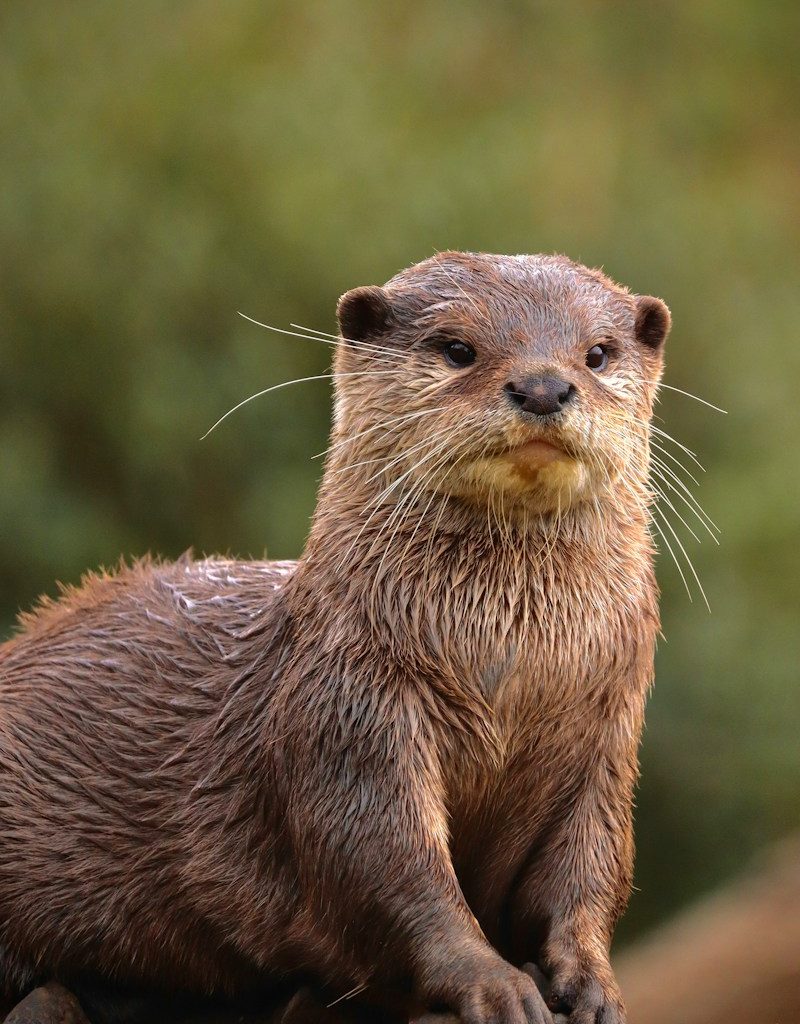 a wet otter sitting on top of a rock