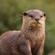 a wet otter sitting on top of a rock