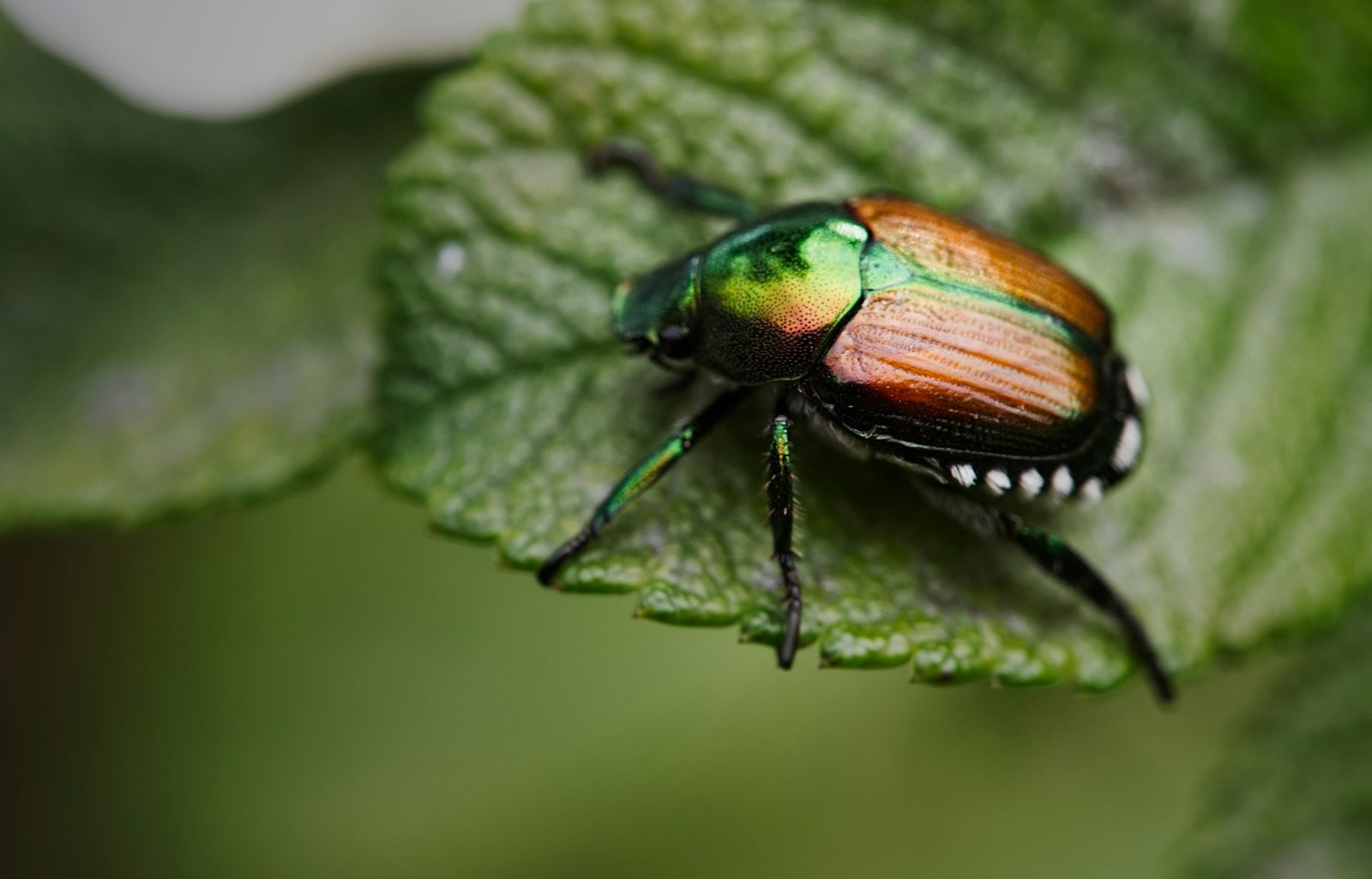 brown insect