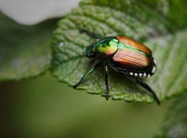 brown insect