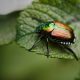 brown insect
