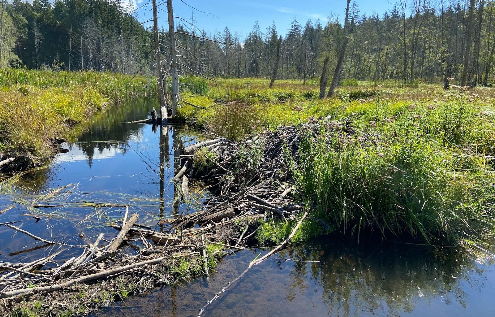 a small river with trees and grass