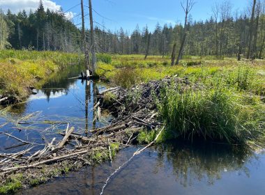 a small river with trees and grass
