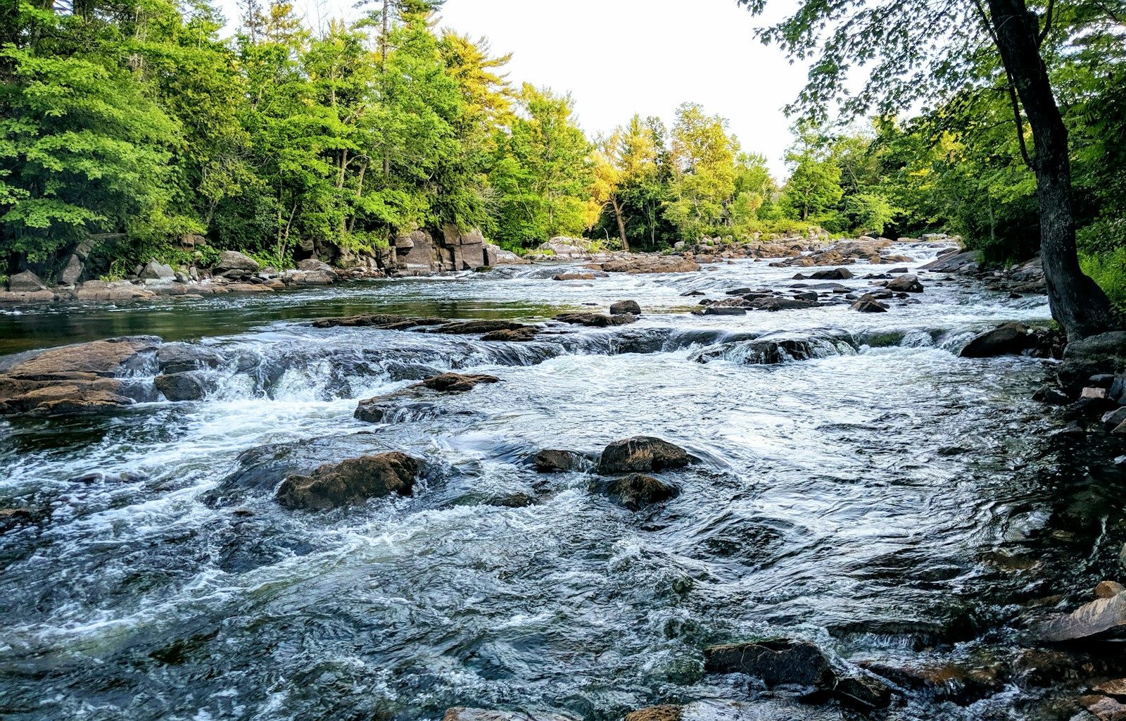 river in the middle of forest during daytime