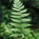 green fern plant in close up photography