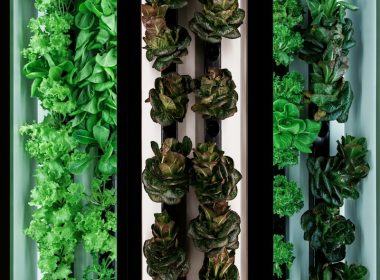 Vertical farm growing various leafy green plants